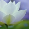 蓮華