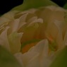 蓮華