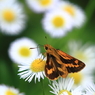 白い花に囲まれて...
