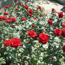 薔薇