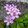 紫の花