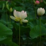 蓮華