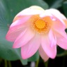 蓮華