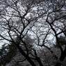 下から見た桜