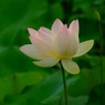 蓮華