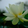 蓮華
