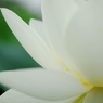 蓮華