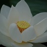 蓮華