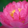 蓮華