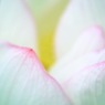 蓮華