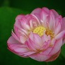 蓮華