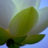 蓮華