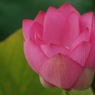 蓮華