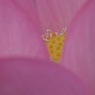 蓮華