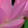 蓮華