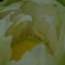蓮華