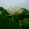 蓮華