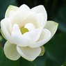 蓮華