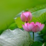 蓮華