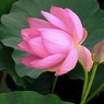 蓮華