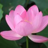 蓮華