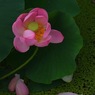 蓮華