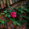 La Vie en Rose.3