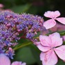 万博紫陽花祭 001