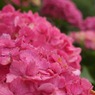 万博紫陽花祭 002