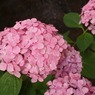 万博紫陽花祭 003