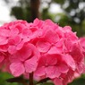万博紫陽花祭 007