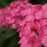 万博紫陽花祭 008