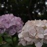万博紫陽花祭 010