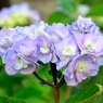 梅雨に咲く花の代名詞