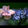 梅雨の音