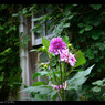 Jardin.5