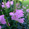 何の花?
