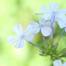 淡色写真（瑠璃茉莉）