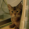 My name is Lion