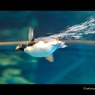 ペンギン3