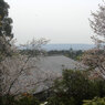 寺と桜