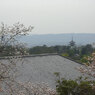 桜と寺