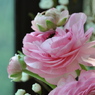 花咲き