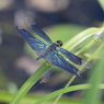 じゅん菜沼のトンボ-1