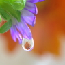 Flower in the drop  -燃えるように-