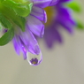 Flower in the drop -Purple-