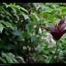 fleur d'un lis.Noir