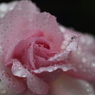 花便り　- 雨の薔薇園（ギャラリー用）２ -