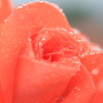 花便り　- 雨の薔薇園（ギャラリー用）３ -