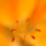Orange Heart